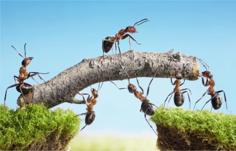 Teamwork Is The True Power: Leadership, Synergy, & Ants - Twelve12